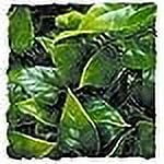 Zoo Med Natural Bush - Mexican Phyllo Aquarium Plant - Small (14" Tall)