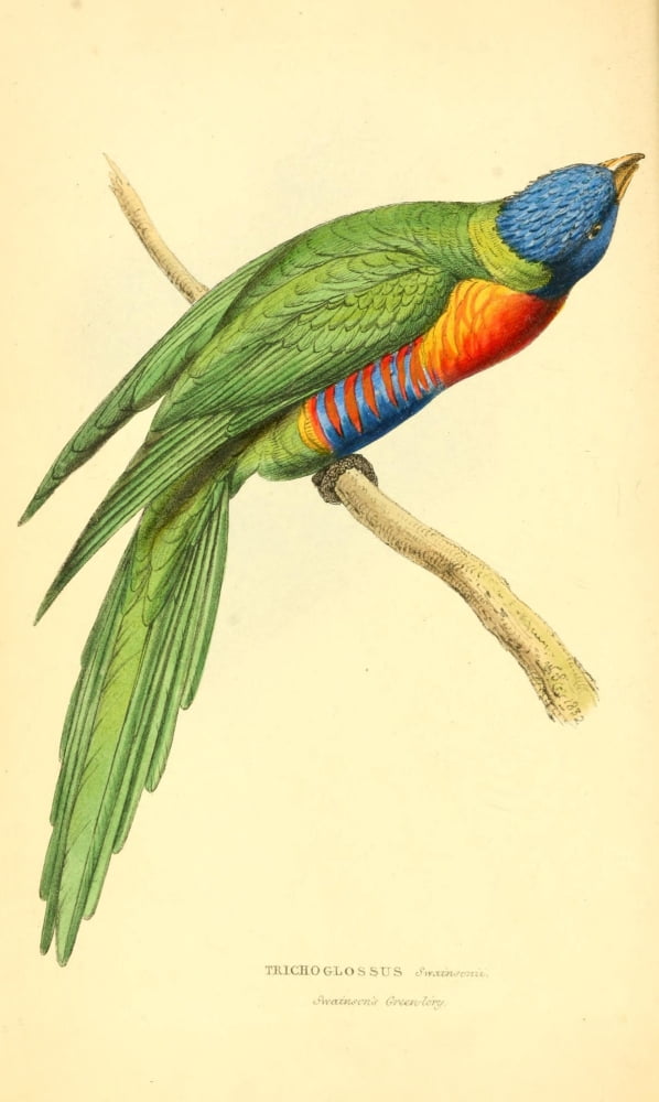 Zoological Illustrations 1833 Trichoglossus Canvas Art - WJ Swainson (24 x 36)
