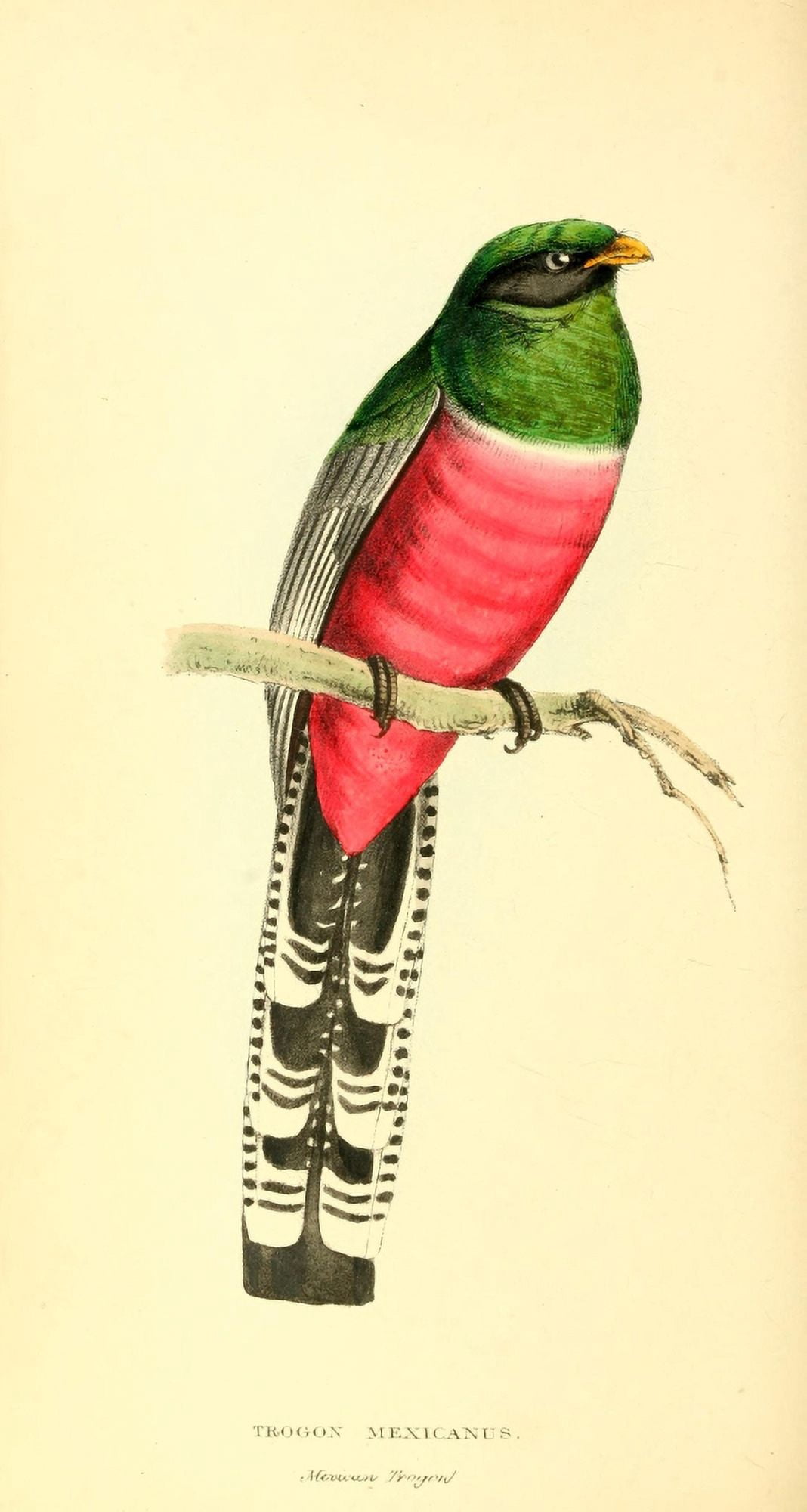 Zoological Illustrations 1833 Trogon Mexicanus Canvas Art - WJ Swainson (24 x 36)