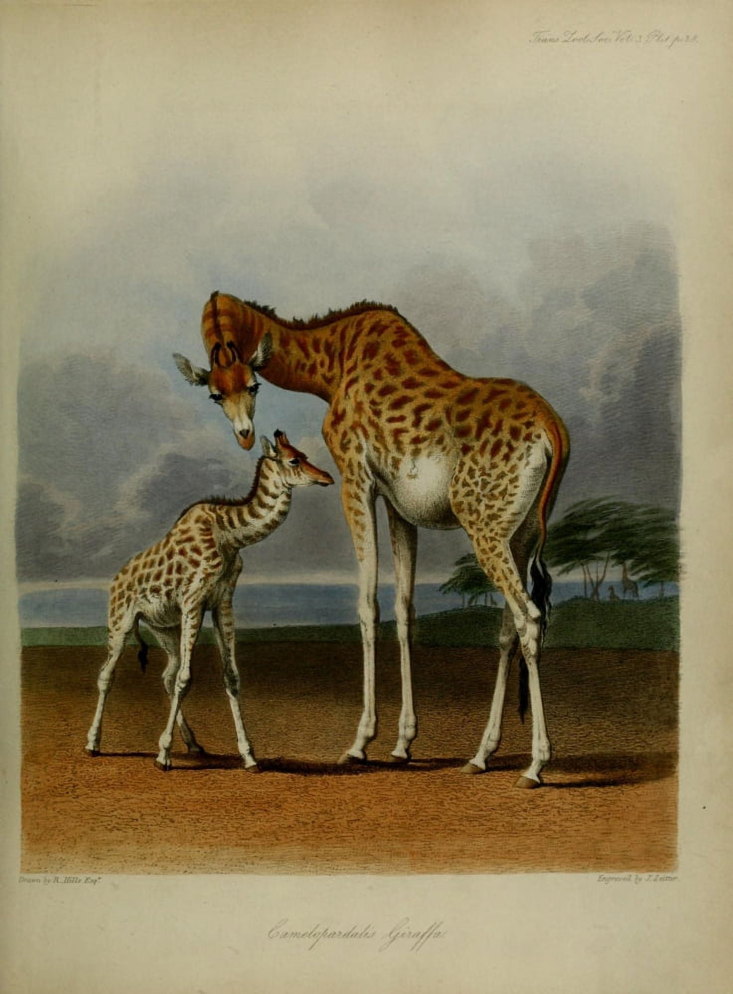 Zoological Soc of London 1835 Giraffe Canvas Art - Robert Hills (24 x 36)