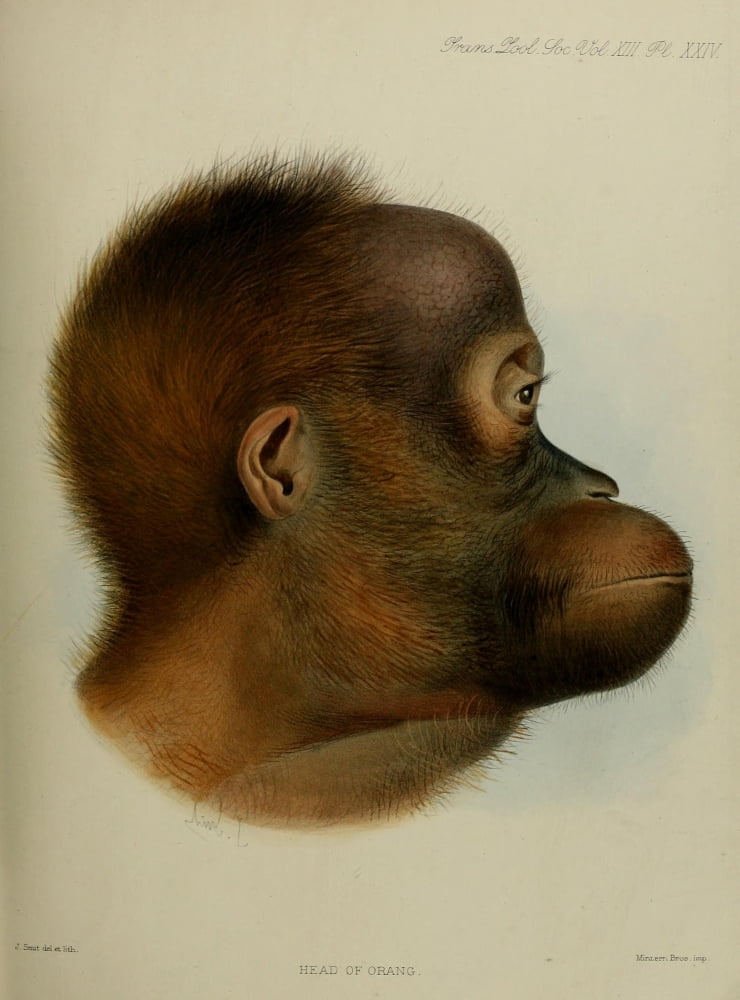 Zoological Soc of London 1835 Head of Orang Canvas Art - Joseph Smit (18 x 24)