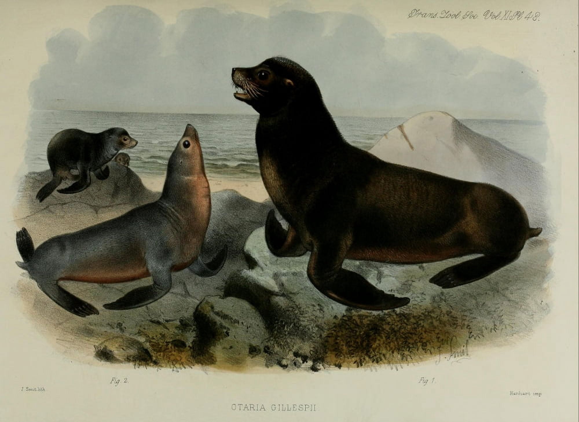 Zoological Soc of London 1835 South American Sea-lion Canvas Art - Joseph Smit (18 x 24)