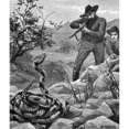 thumbnail image 1 of Zoology: Rattlesnake. /Na Hunter Prepares To Shoot A Rattlesnake. Line Engraving, English, Late 19Th Century, After Stanley Berkeley. Poster Print by  (24 x 36), 1 of 3