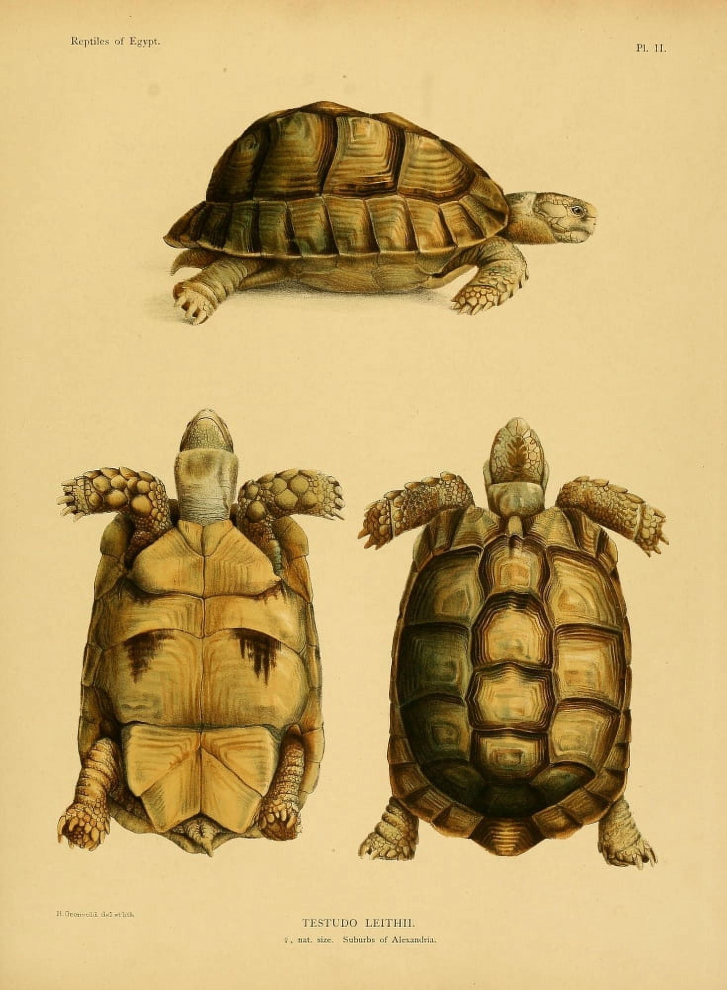 Zoology of Egypt 1898 Testudo Leithii (Turtles) Canvas Art - Henrik Grunvold (24 x 36)