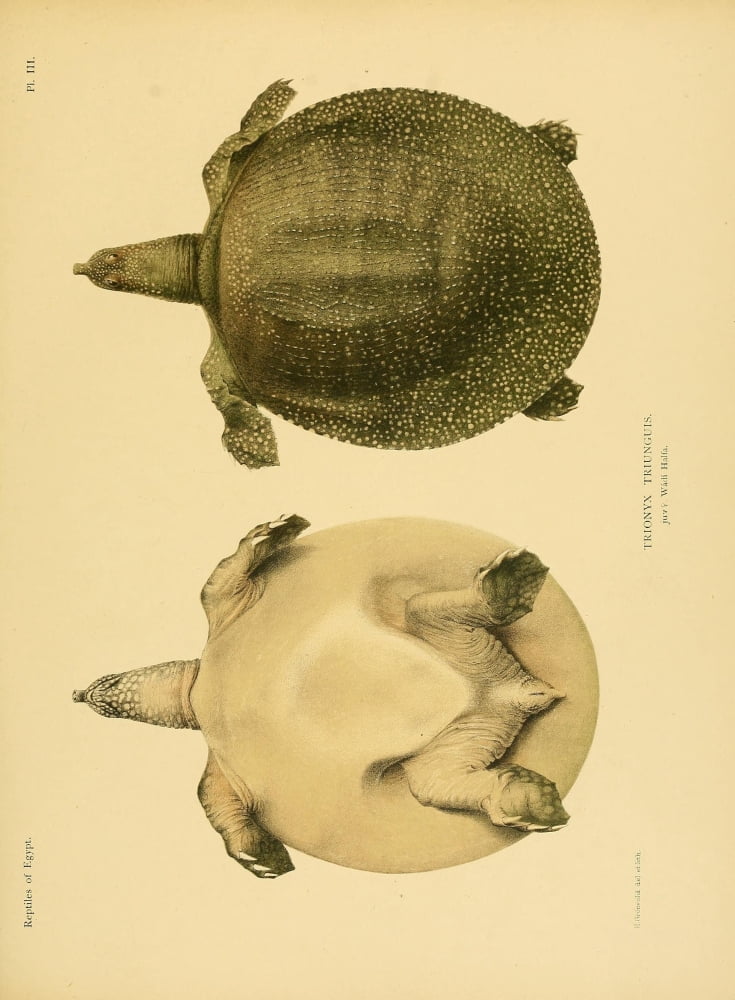 Zoology of Egypt 1898 Trionyx Triunguis (Turtles) Canvas Art - Henrik Grunvold (24 x 36)