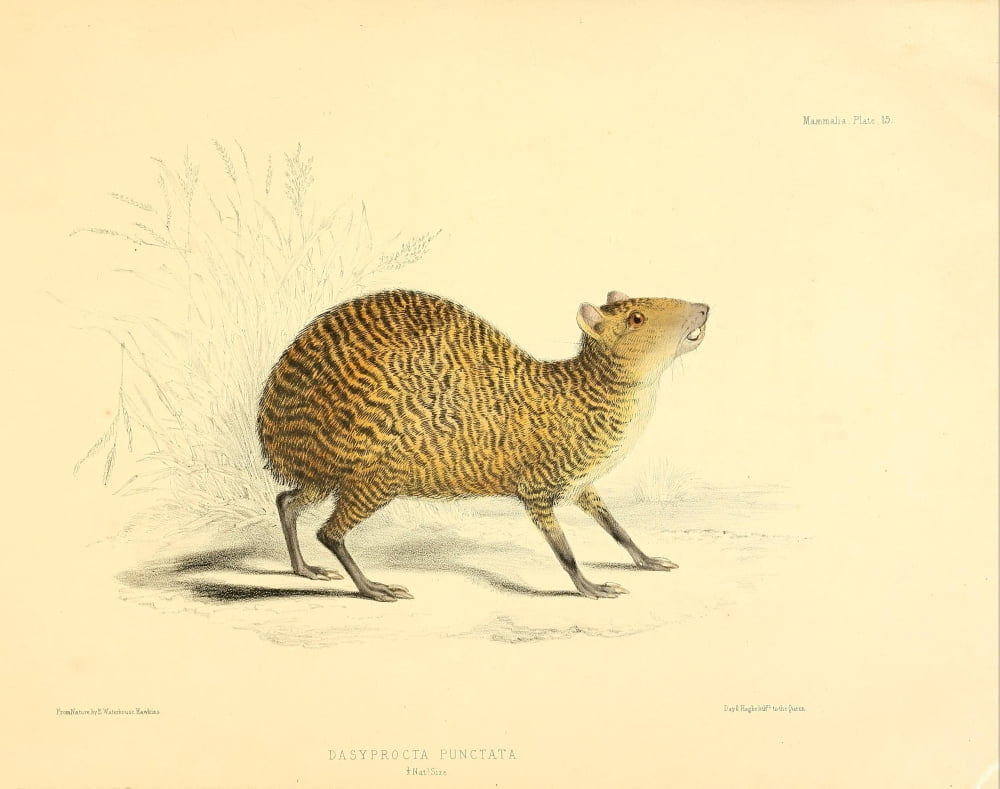 Zoology of HMS Sulphur 1844 Agouti Canvas Art - B Waterhouse-Hawkins (18 x 24)
