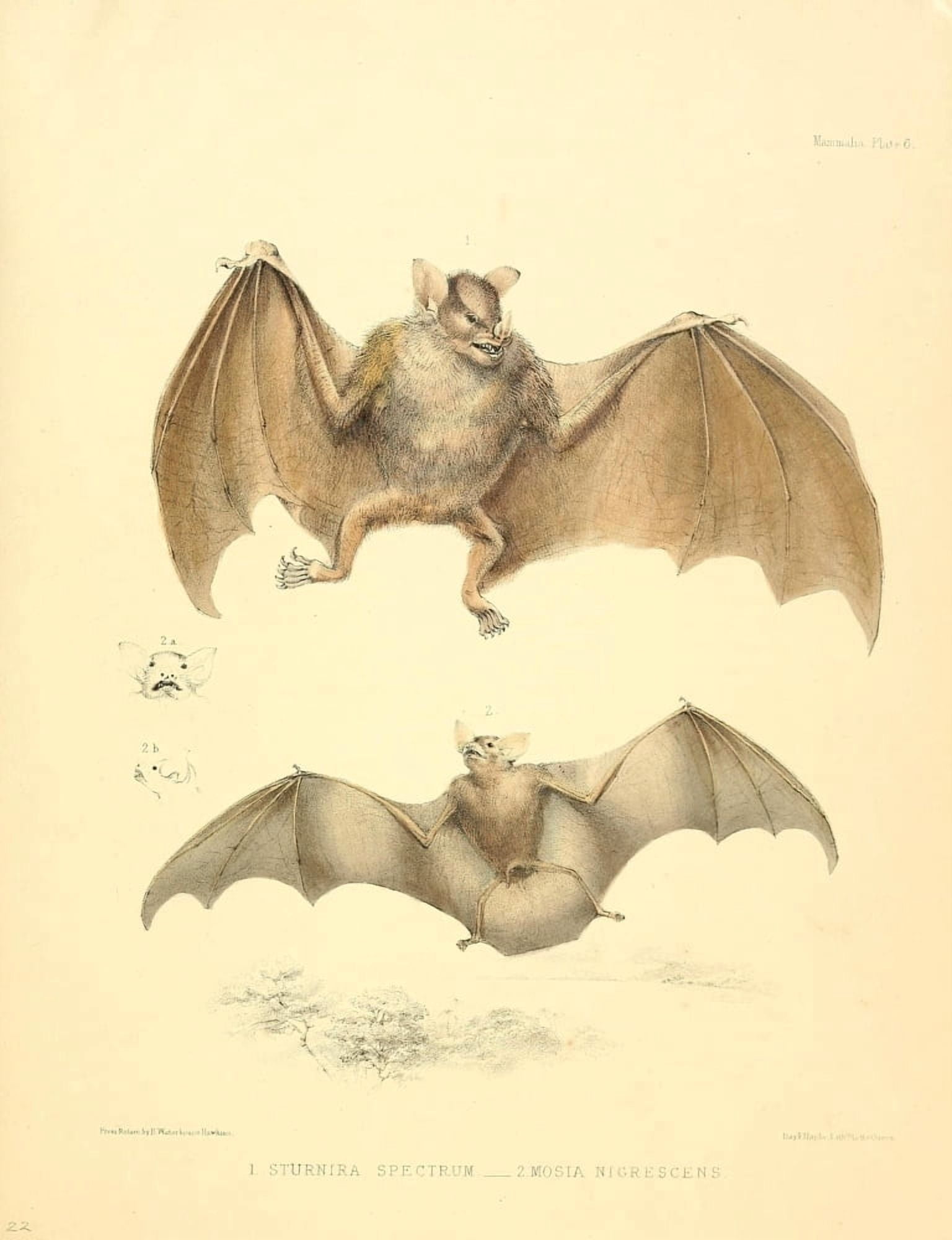 Zoology of HMS Sulphur 1844 Bats 2 Canvas Art - B Waterhouse-Hawkins (24 x 36)