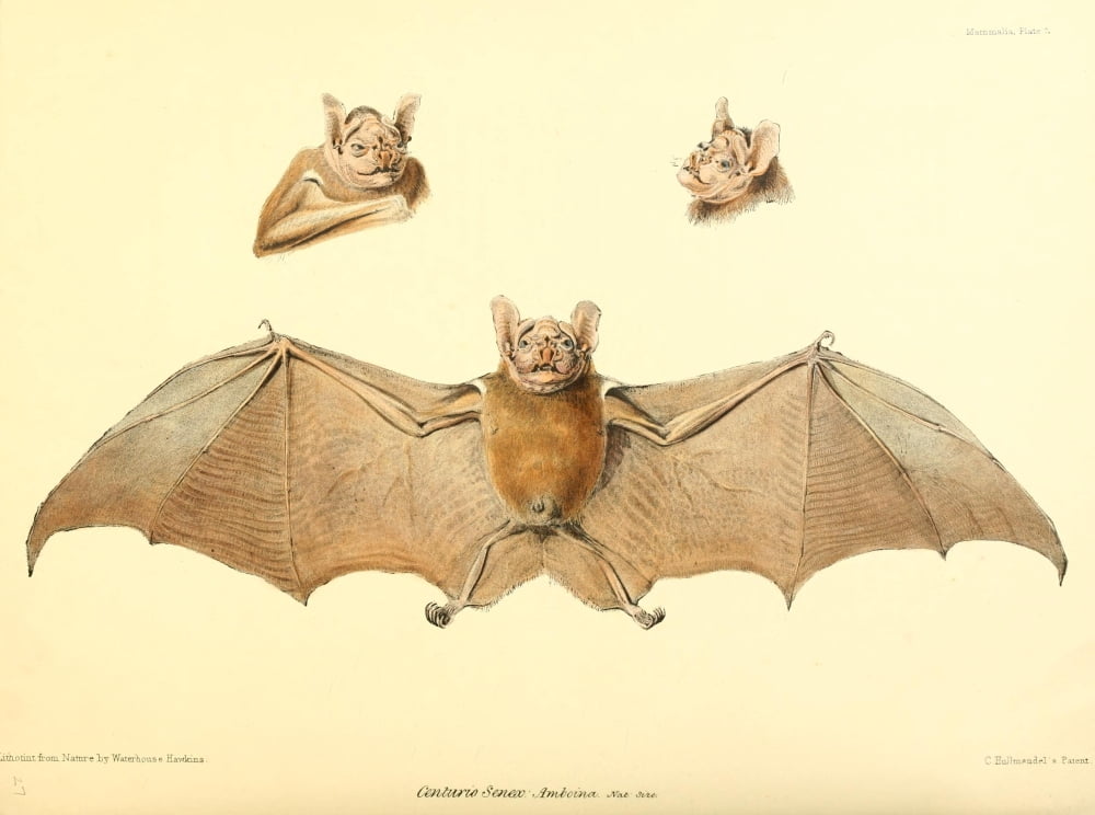 Zoology of HMS Sulphur 1844 Bats 3 Canvas Art - B Waterhouse-Hawkins (18 x 24)