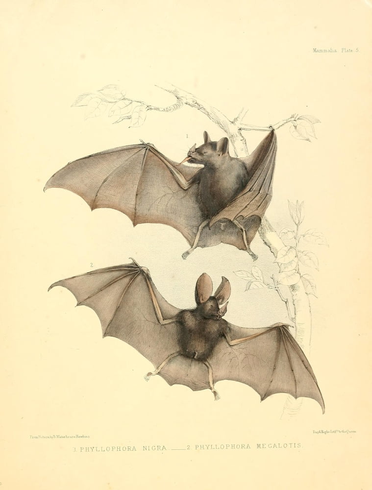 Zoology of HMS Sulphur 1844 Bats Canvas Art - B Waterhouse-Hawkins (18 x 24)