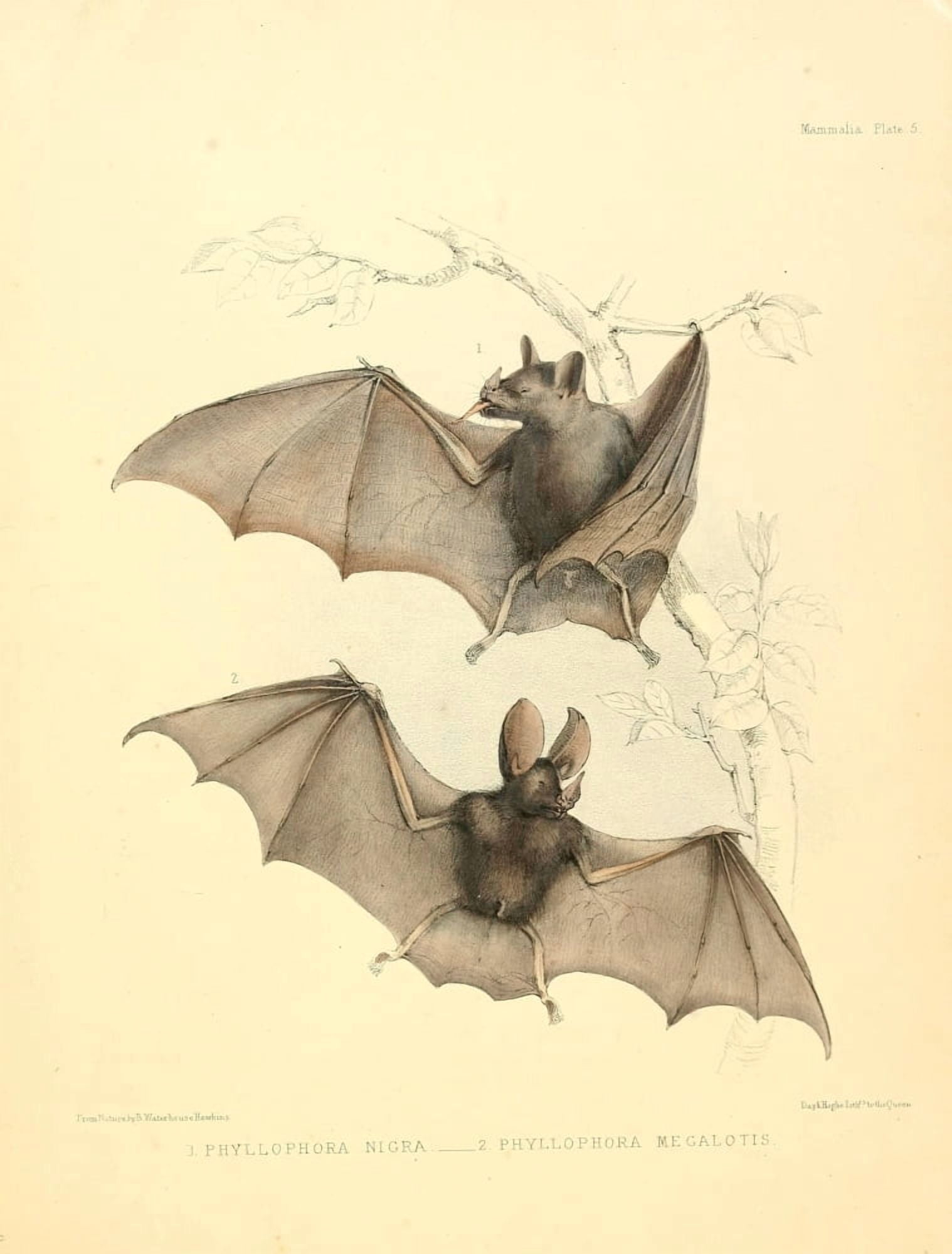 Zoology of HMS Sulphur 1844 Bats Canvas Art - B Waterhouse-Hawkins (24 x 36)