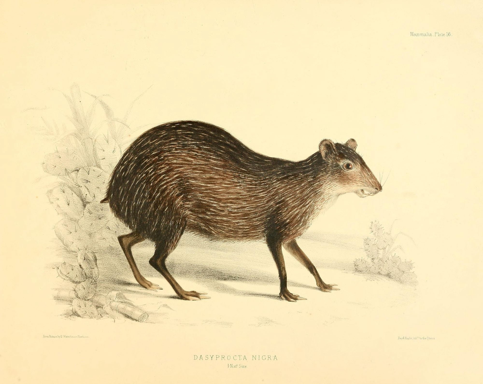 Zoology of HMS Sulphur 1844 Black Agouti Canvas Art - B Waterhouse-Hawkins (18 x 24)
