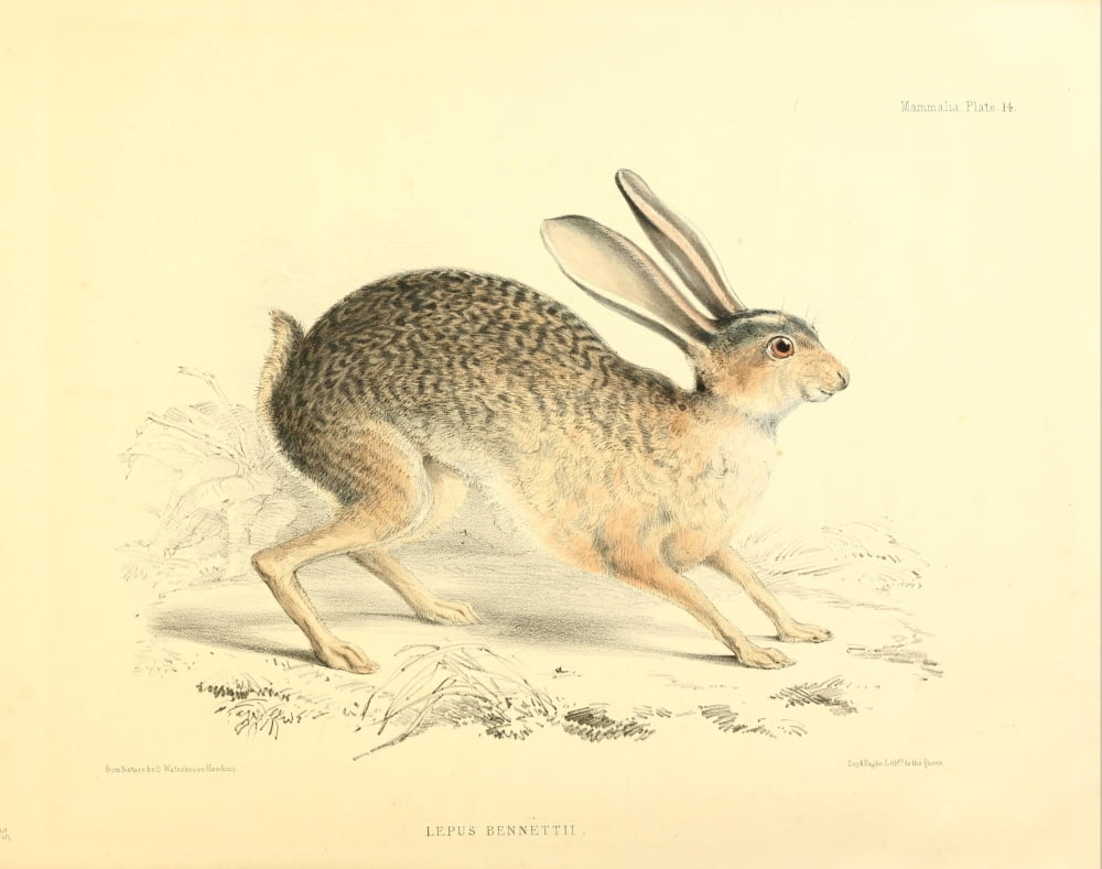 Zoology of HMS Sulphur 1844 Black-tailed Jack-rabbit Canvas Art - B Waterhouse-Hawkins (24 x 36)