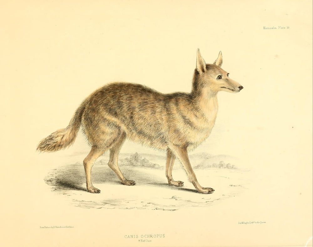 Zoology of HMS Sulphur 1844 California Valley Coyote Canvas Art - B Waterhouse-Hawkins (24 x 36)