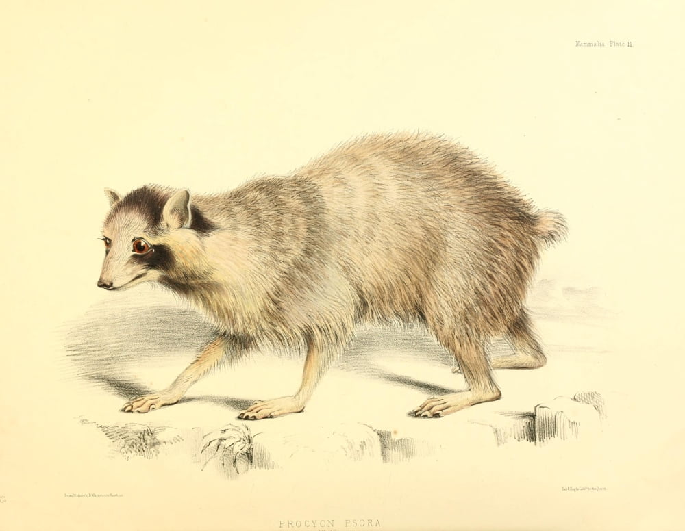 Zoology of HMS Sulphur 1844 Common Racoon Canvas Art - B Waterhouse-Hawkins (24 x 36)