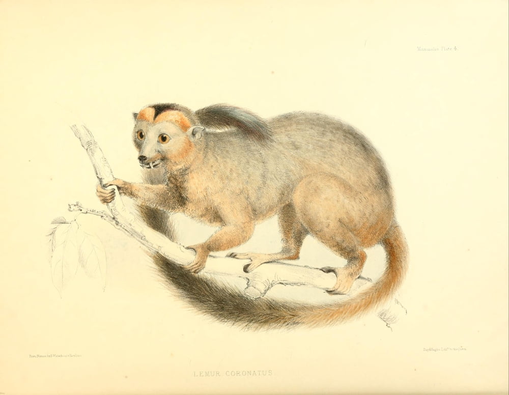 Zoology of HMS Sulphur 1844 Crowned Lemur Canvas Art - B Waterhouse-Hawkins (18 x 24)