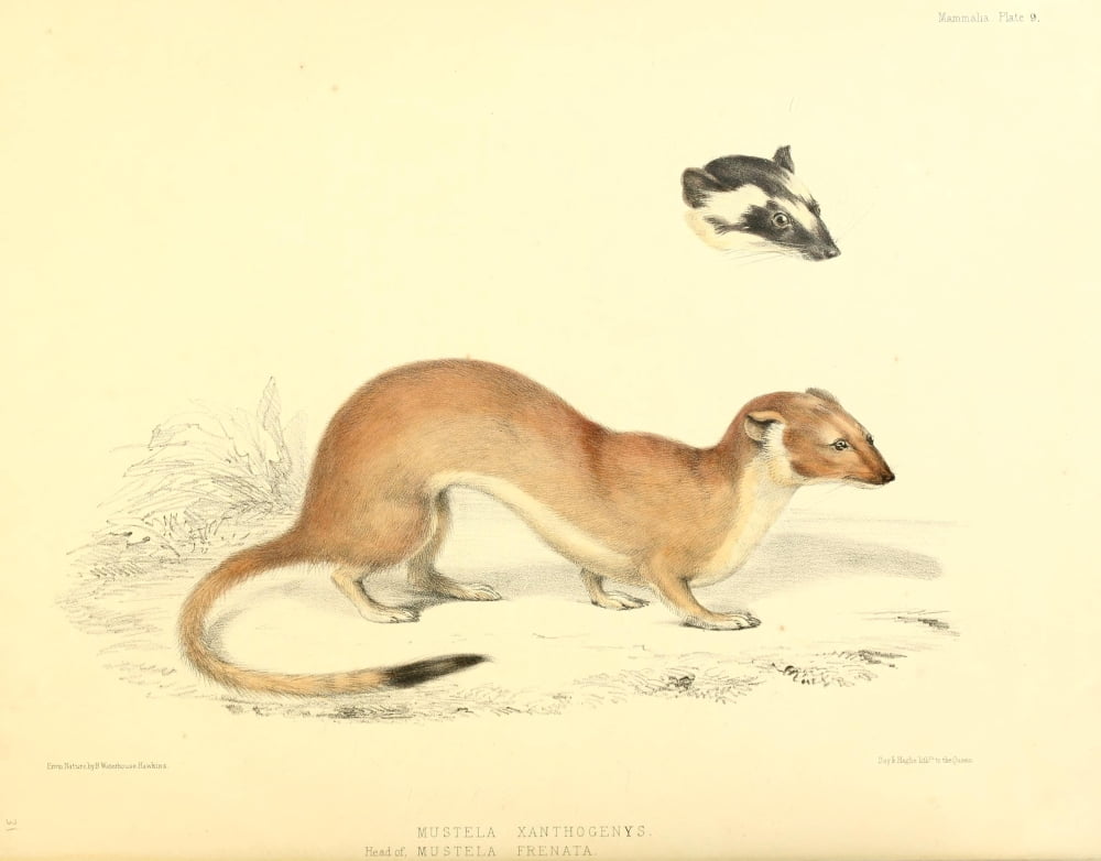 Zoology of HMS Sulphur 1844 Long-tailed Weasel Canvas Art - B Waterhouse-Hawkins (24 x 36)