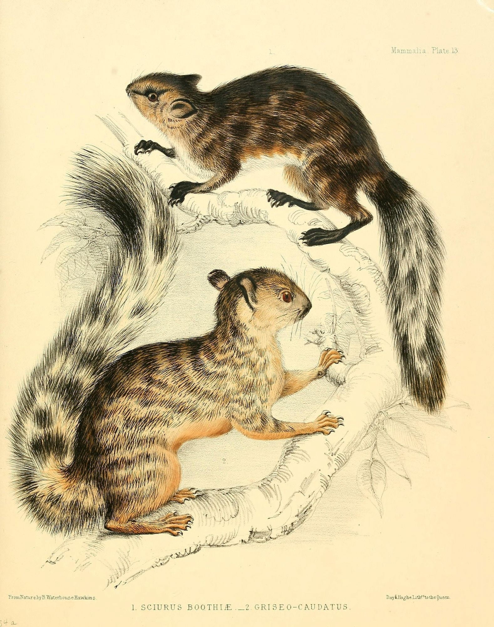 Zoology of HMS Sulphur 1844 Red Squirrels Canvas Art - B Waterhouse-Hawkins (18 x 24)