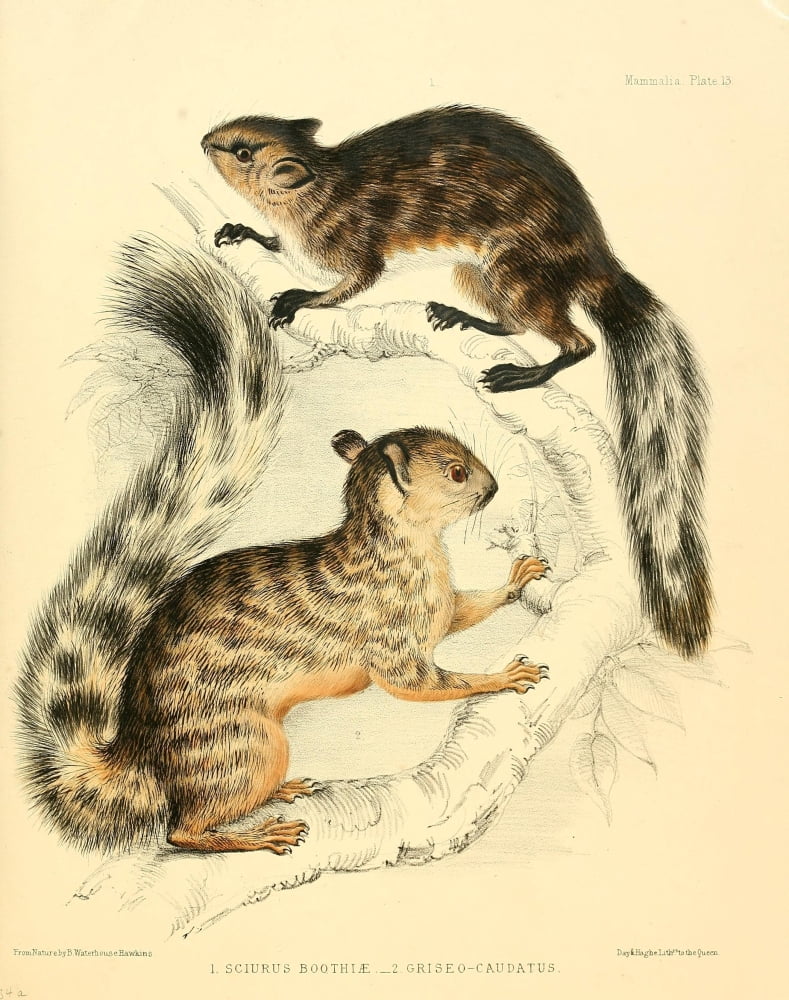 Zoology of HMS Sulphur 1844 Red Squirrels Canvas Art - B Waterhouse-Hawkins (24 x 36)