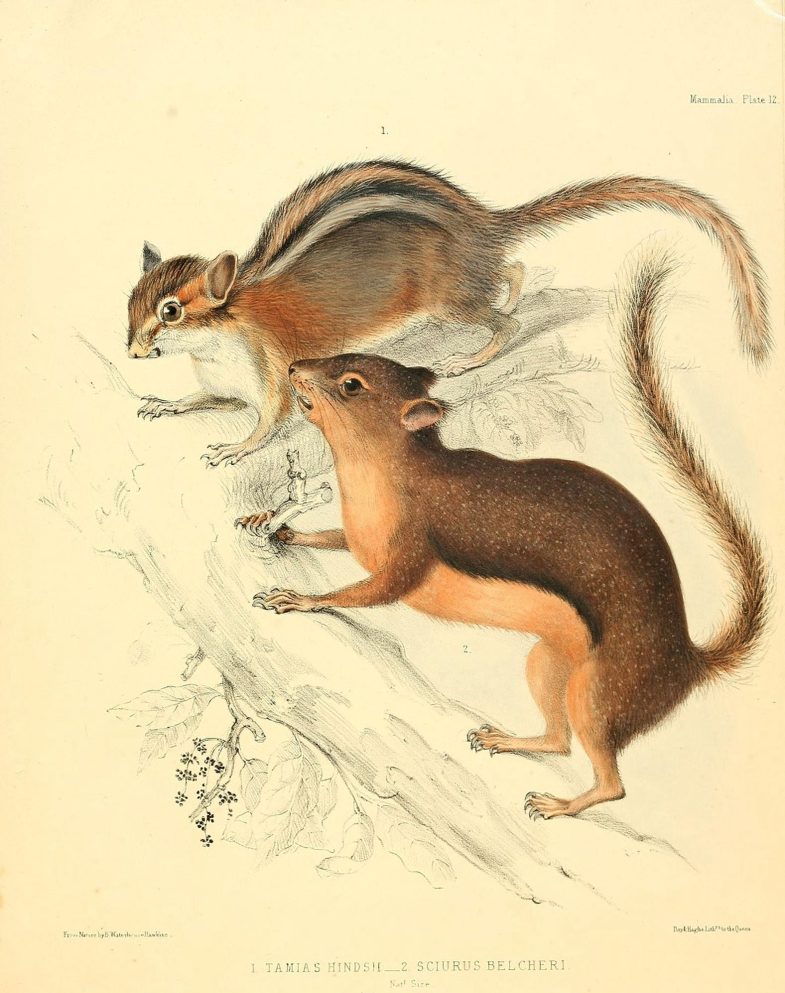 Zoology of HMS Sulphur 1844 Squirrels Canvas Art - B Waterhouse-Hawkins (24 x 36)