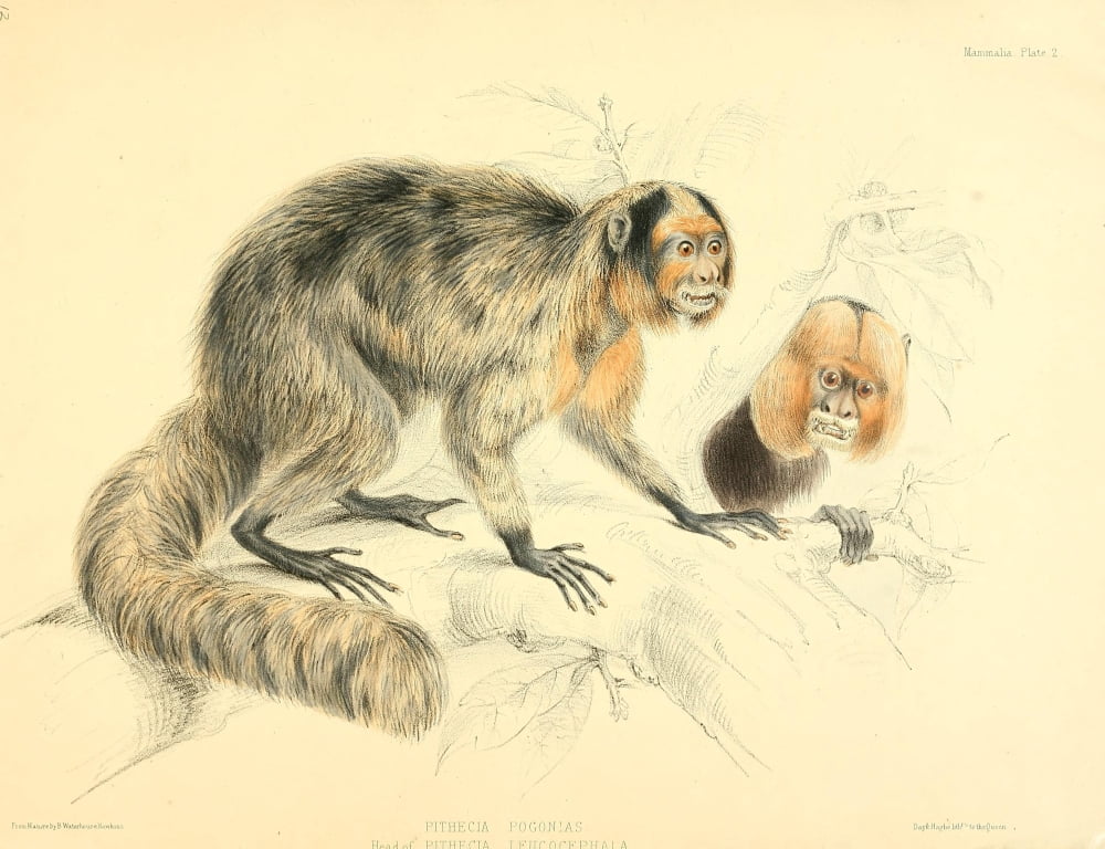 Zoology of HMS Sulphur 1844 Whiskered Yarke Canvas Art - B Waterhouse-Hawkins (18 x 24)