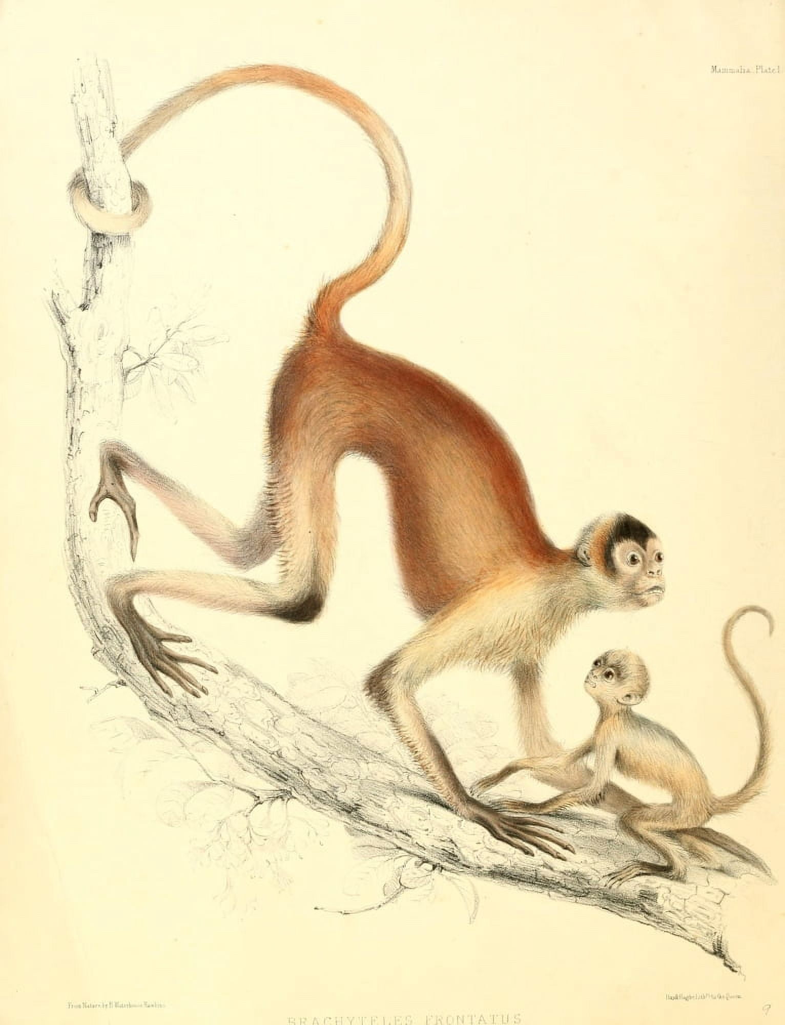 Zoology of HMS Sulphur 1844 Woolly Spider-monkey Canvas Art - B Waterhouse-Hawkins (18 x 24)