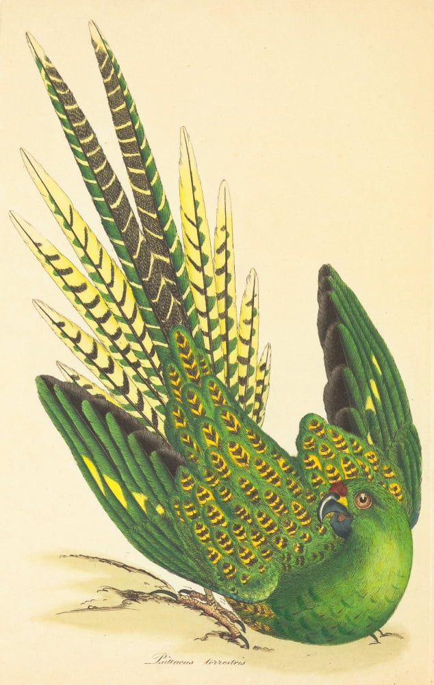 Zoology of New Holland 1794 Ground Parrot Canvas Art - George Shaw (18 x 24)