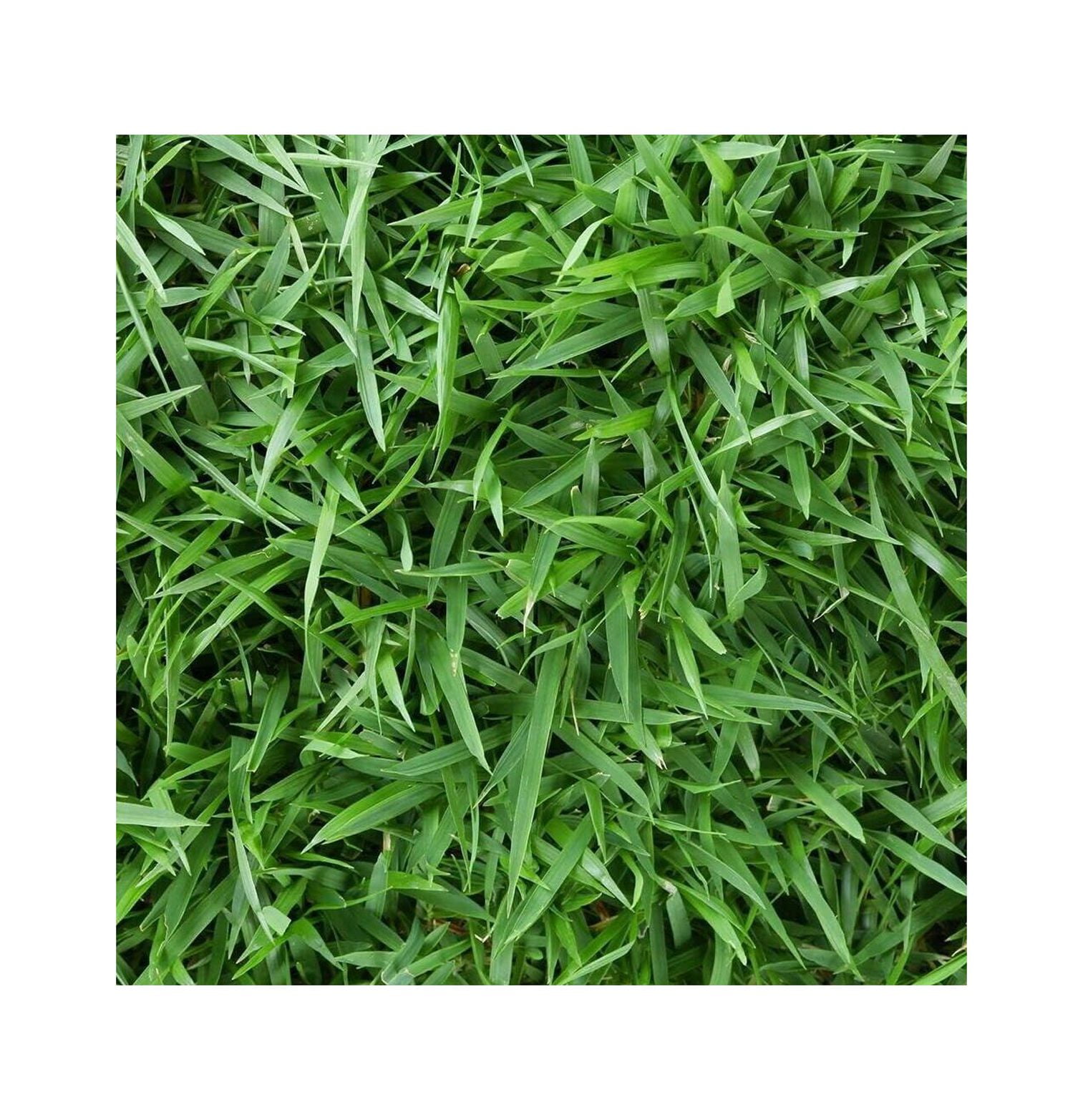 Zoysia Empire Grass Seeds 1/4lb Empire Zoysia Grass Seeds