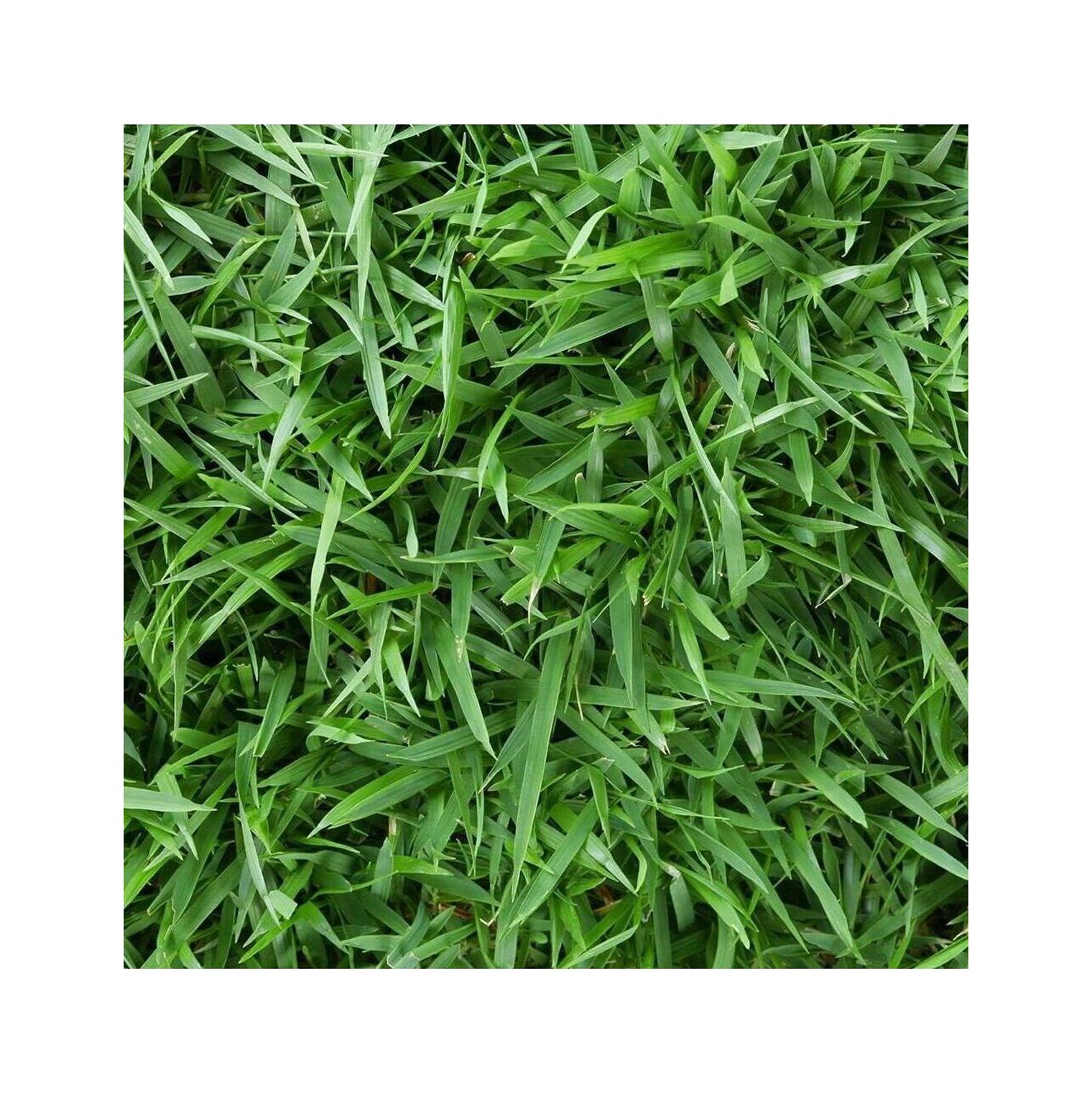 Zoysia Empire Grass Seeds 1/4lb Empire Zoysia Grass Seeds