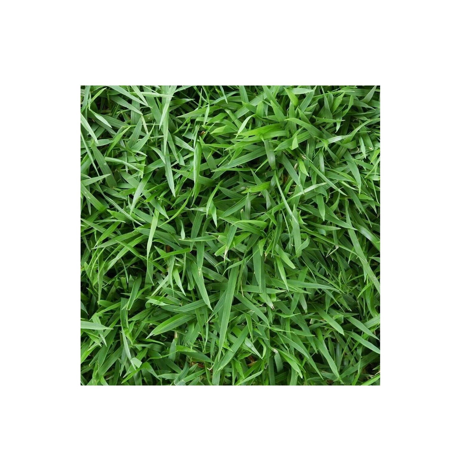 Zoysia Empire Grass Seeds 1/4lb Empire Zoysia Grass Seeds