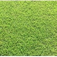 Zoysia Grass Plugs 2 Trays