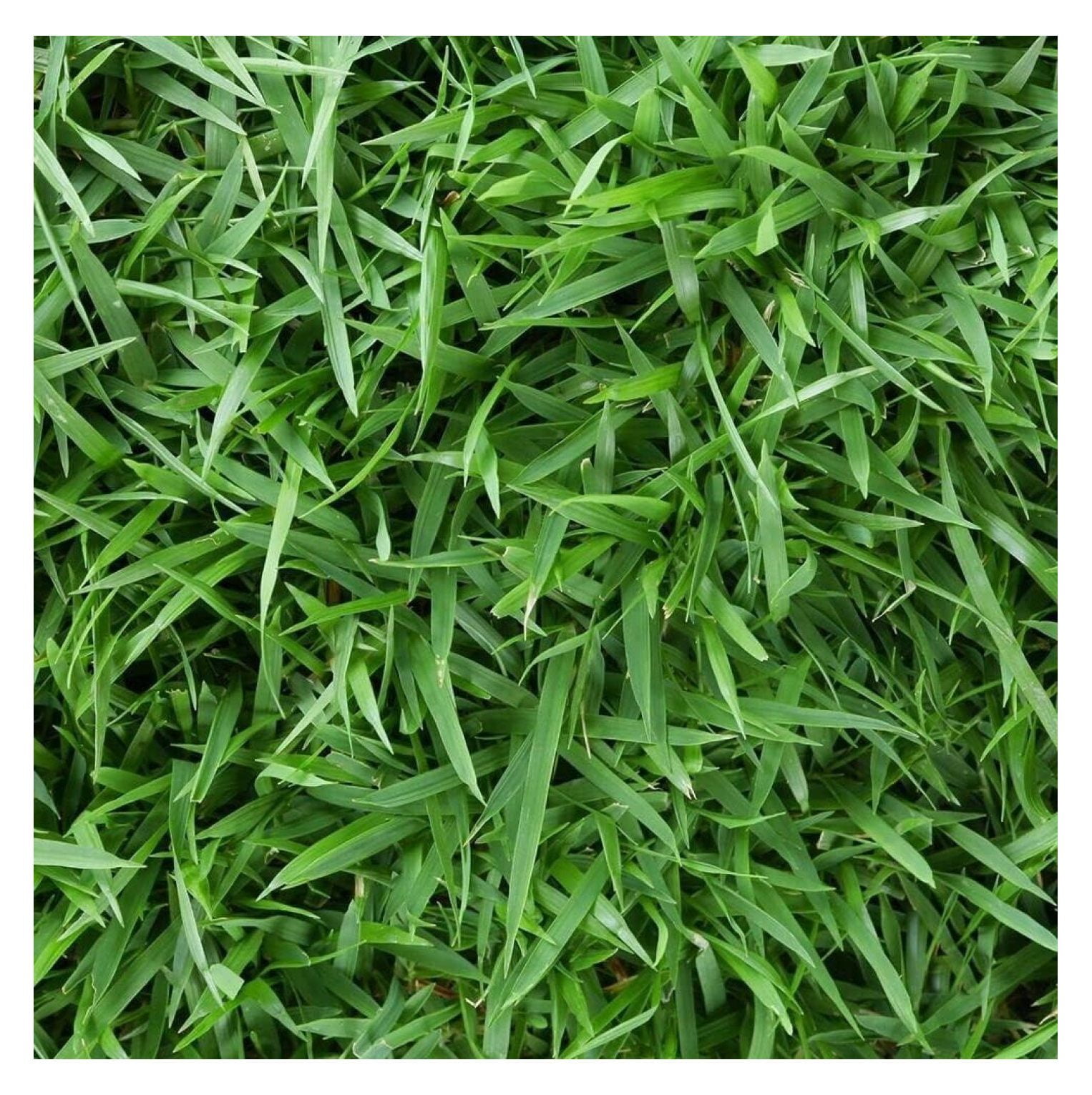 Zoysia Grass Seeds Lawngrass Seeds Zoysia Grass Seeds 1/8 Lb
