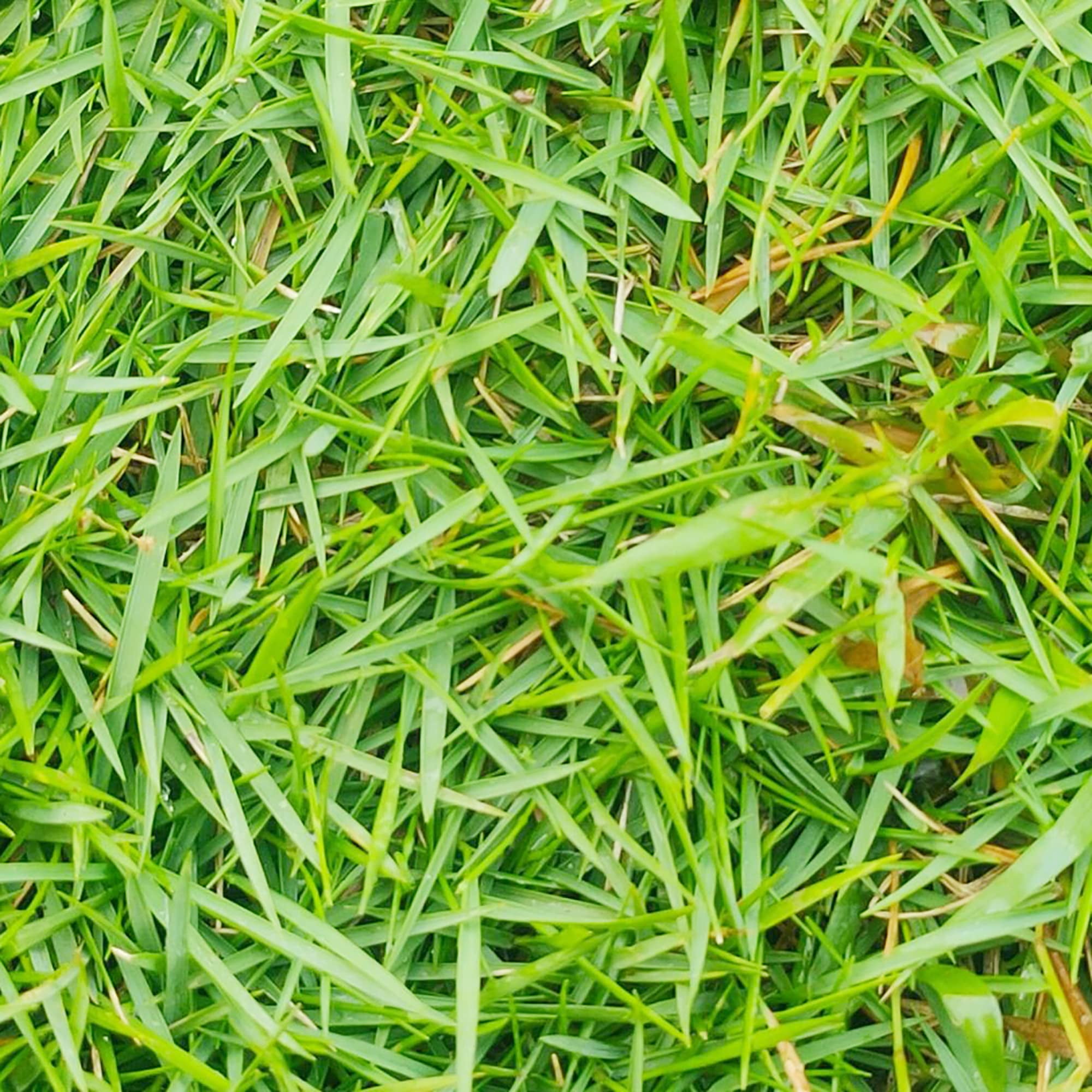 Zoysia Grass Warm-SeasonITSC&nbsp;Grass Dense, Carpet-Like Growth, Fine Texture, and Overall Durability for Lawns, Golf Courses, and Other Landscape Applications 1/8 lb Grass Seeds by YEGAOL Garden