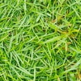 thumbnail image 1 of Zoysia Grass Warm-SeasonITSC&nbsp;Grass Dense, Carpet-Like Growth, Fine Texture, and Overall Durability for Lawns, Golf Courses, and Other Landscape Applications 1/8 lb Grass Seeds by YEGAOL Garden, 1 of 3