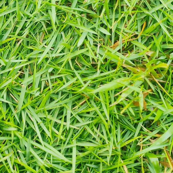 Zoysia Grass Warm-SeasonITSC&nbsp;Grass Dense, Carpet-Like Growth, Fine Texture, and Overall Durability for Lawns, Golf Courses, and Other Landscape Applications 1/8 lb Grass Seeds by YEGAOL Garden