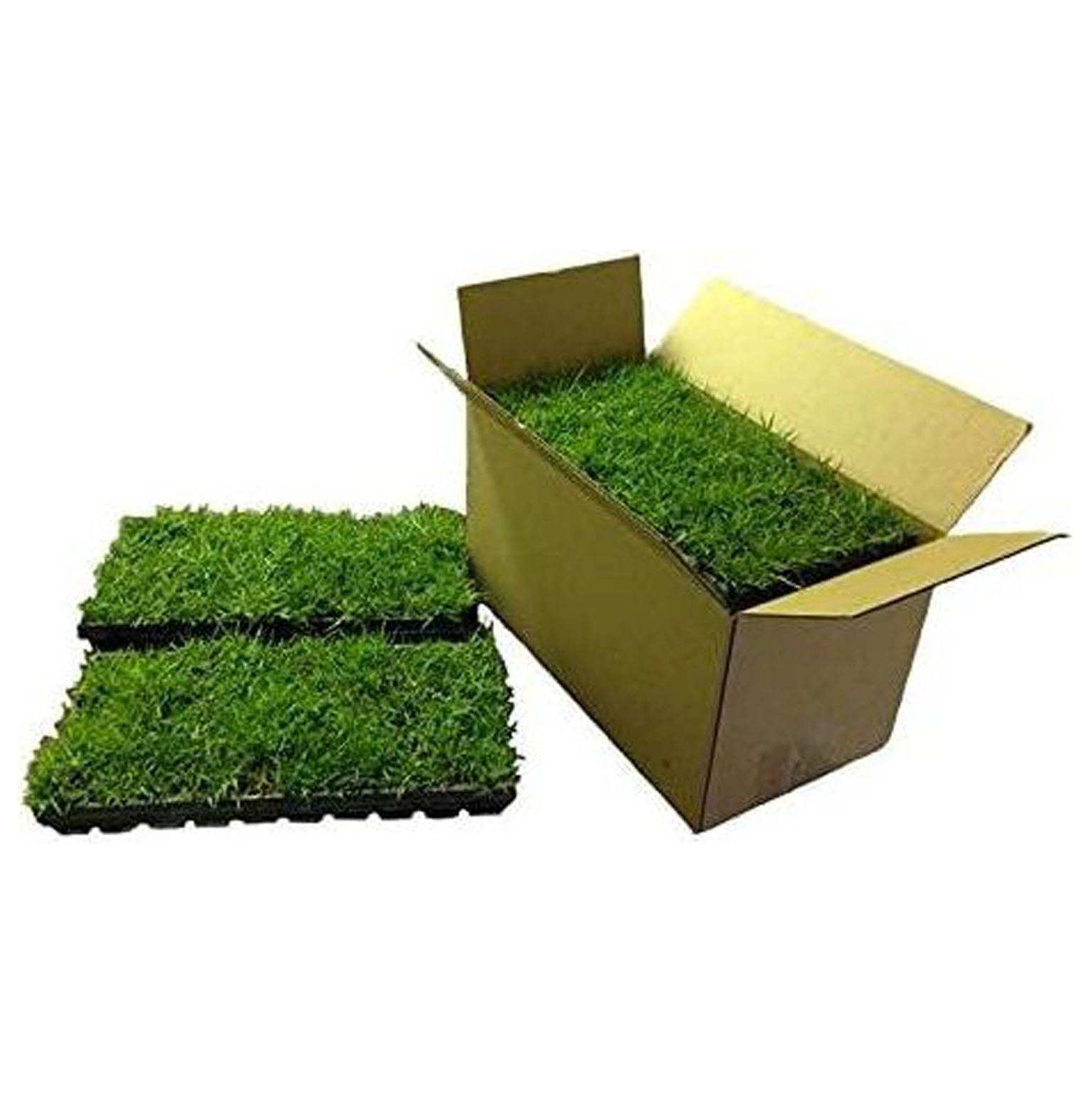 Zoysia Plugs 100 Full Zoysia Grass Plugs Mature Roots