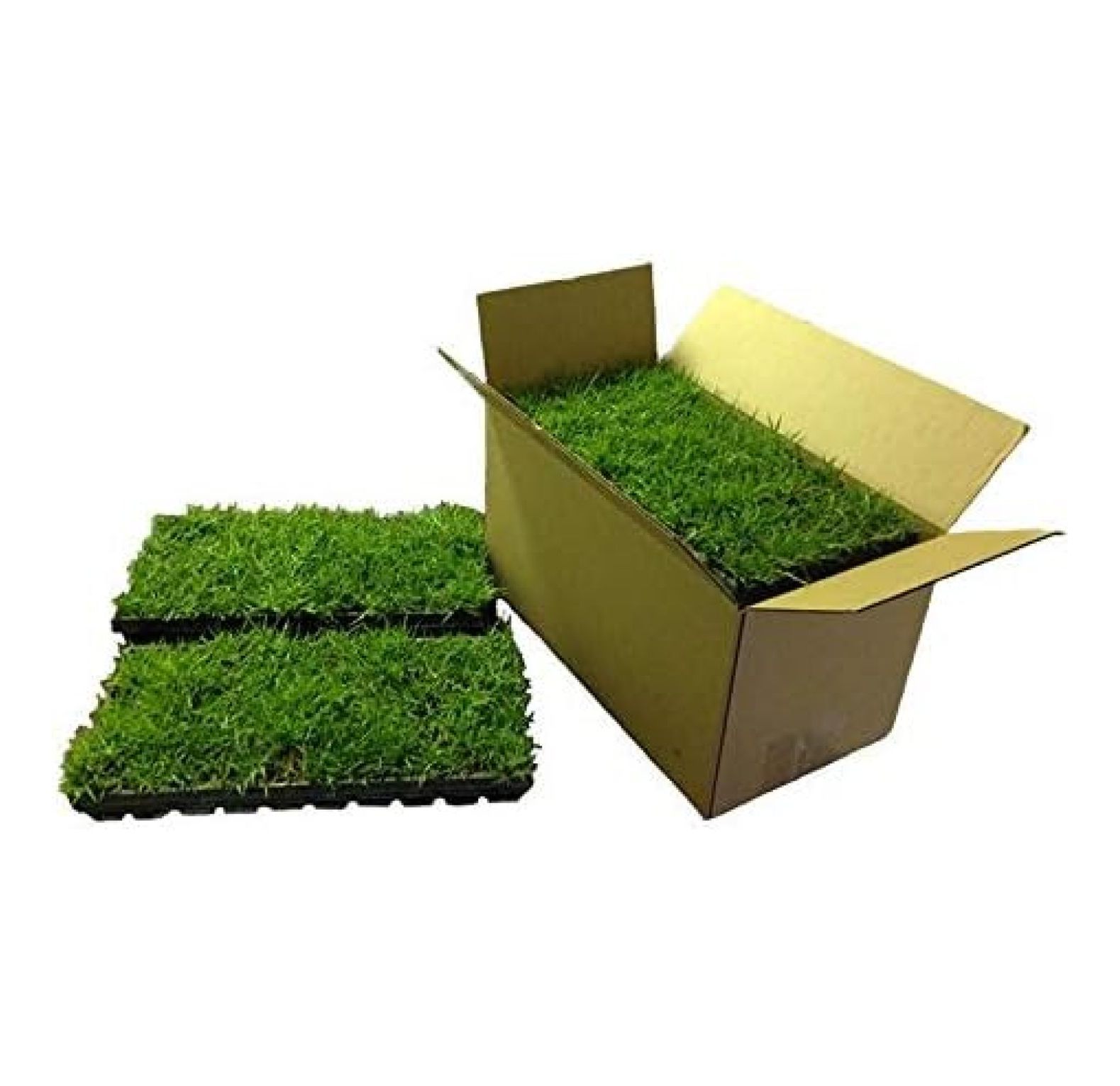 Zoysia Plugs 100 Full Zoysia Grass Plugs Mature Roots