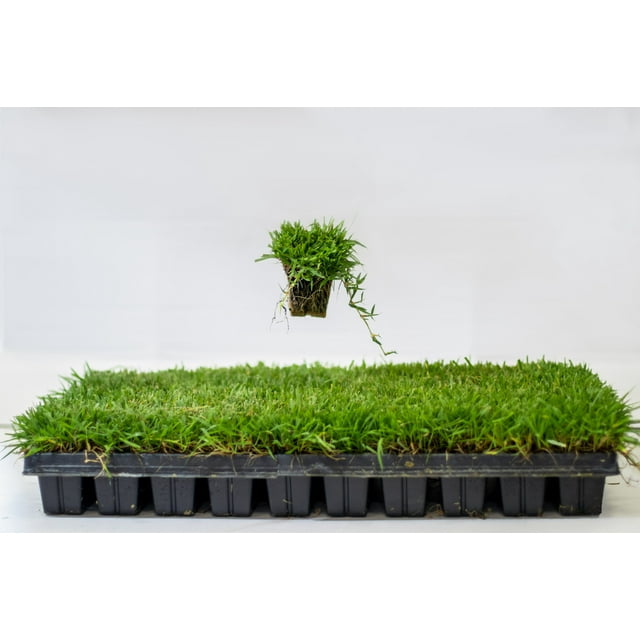 Zoysia Plugs 100 Full Zoysia Grass Plugs