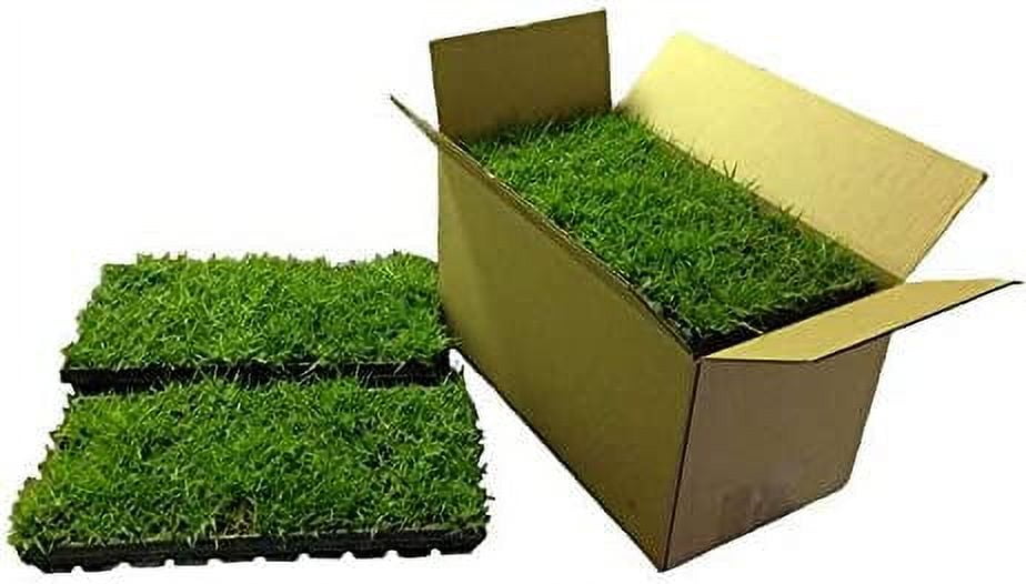 Zoysia Plugs 150 Grass Plugs