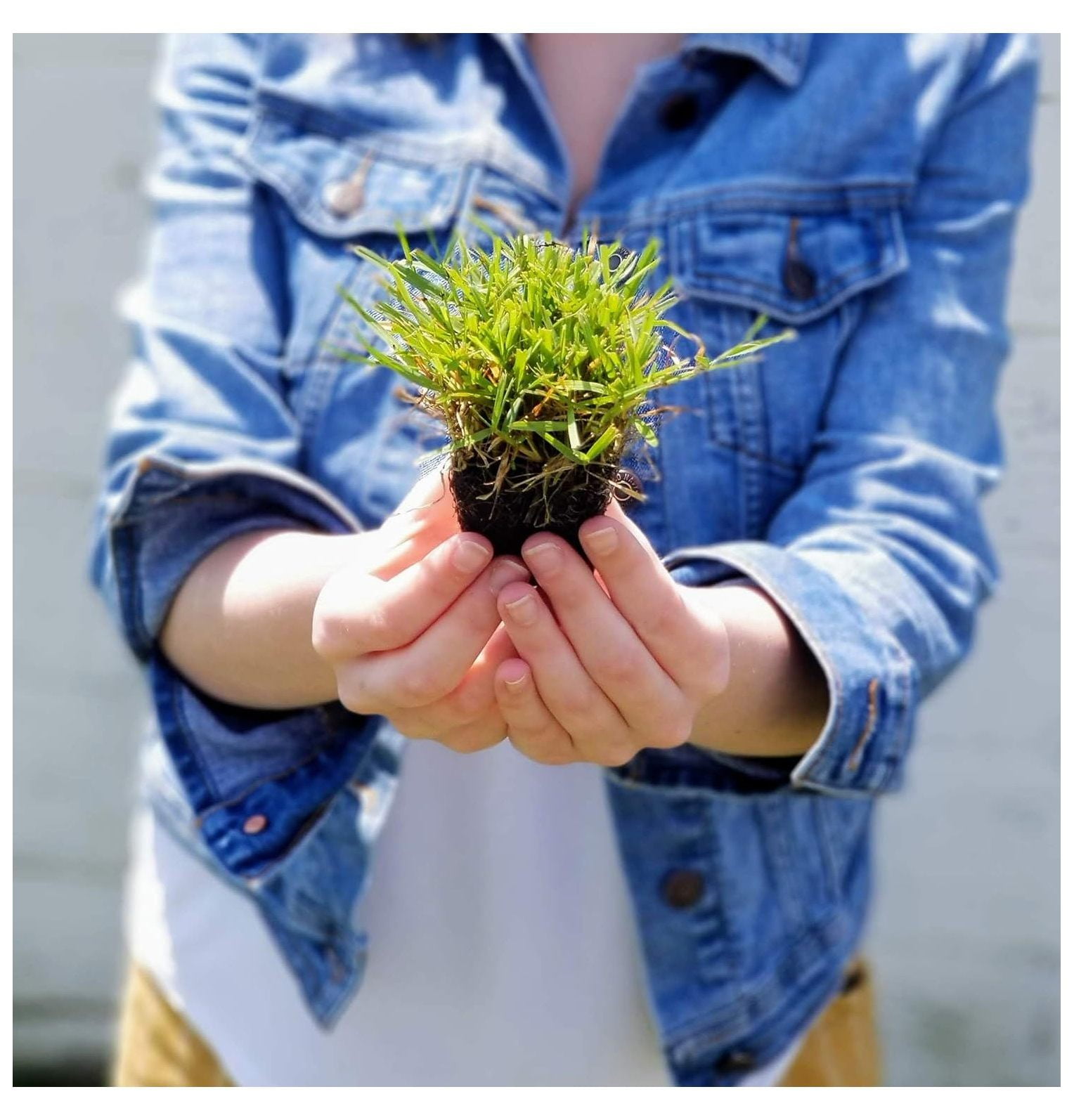 Zoysia Plugs 150 Large Grass Plugs, Drought Tolerant, Low Maintenance