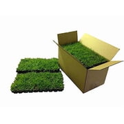 Zoysia Plugs - 200 Full Zoysia Grass Plugs