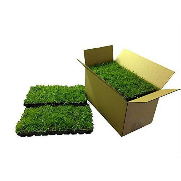 Zoysia Plugs - 200 Full Zoysia Grass Plugs
