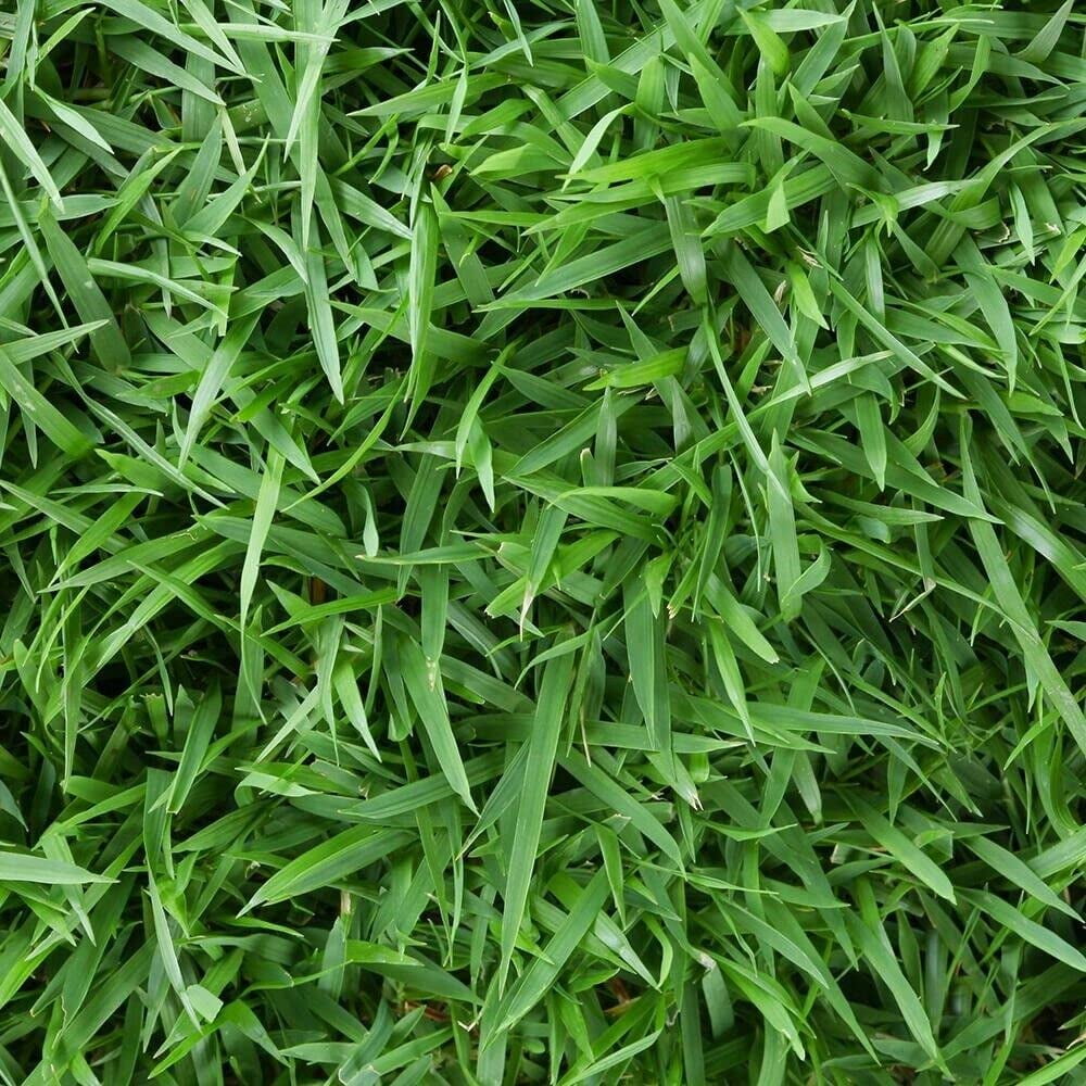 Zoysia Seeds Lawn Seeds Zoysia Seeds 1/8 Lb