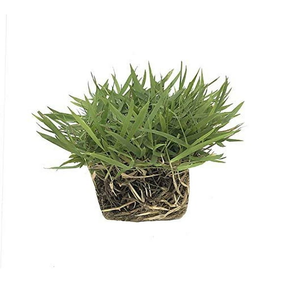Zoysia Sod Plugs - 9 Large 3" x 3" Plugs - Drought, Salt & Shade Tolerant Turf Grass