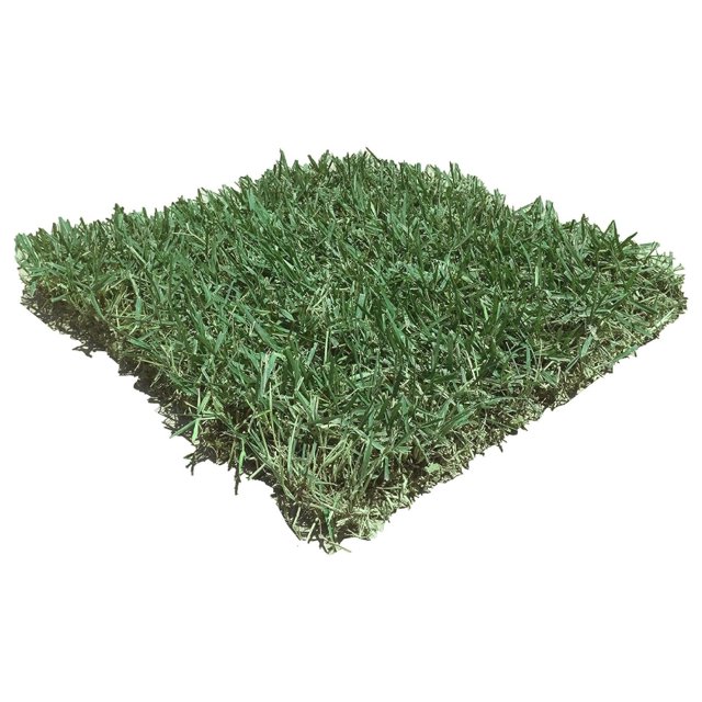 Zoysia Sod Slab for Plugs