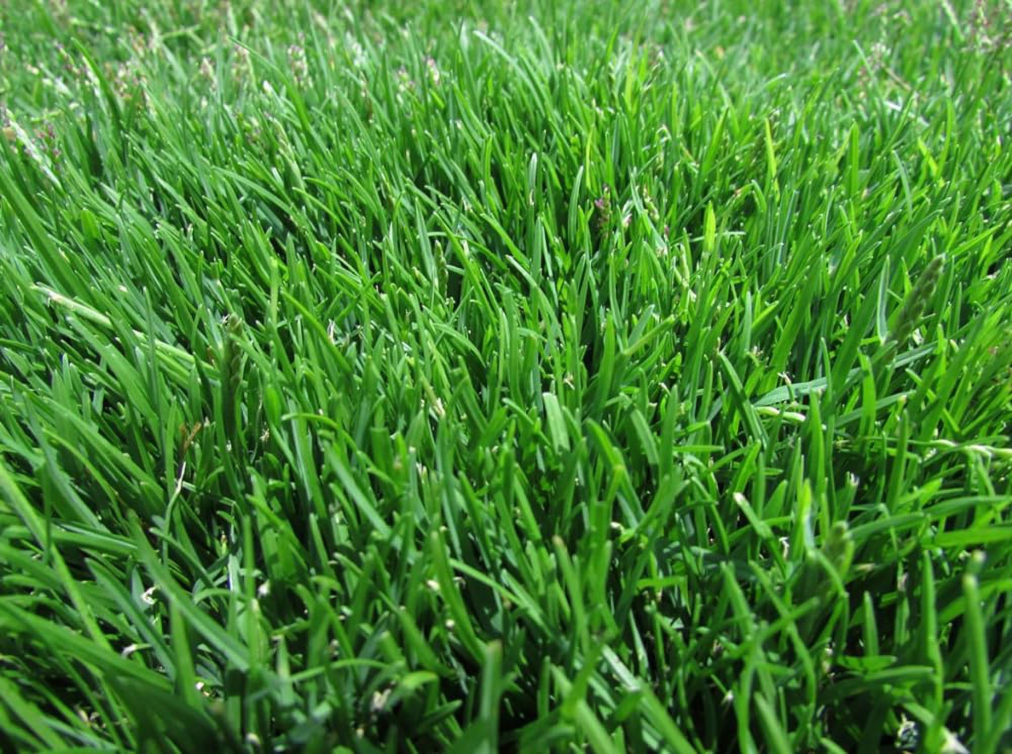 Zoysia (Zoysia ) Grass Seeds1/8 Lb