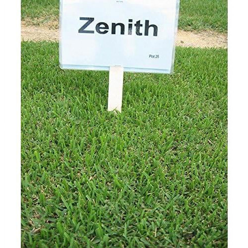Zoysia (Zoysia ) Grass Seeds 1/8 Lb