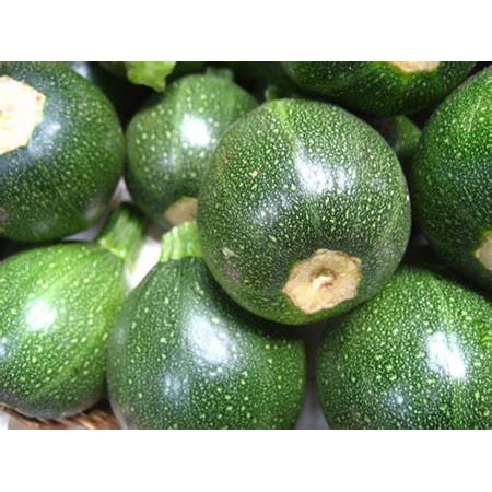 Zucchini Seeds, Round Squash, Heirloom, 500 Seeds, Non GMO, Healthy Vegetable