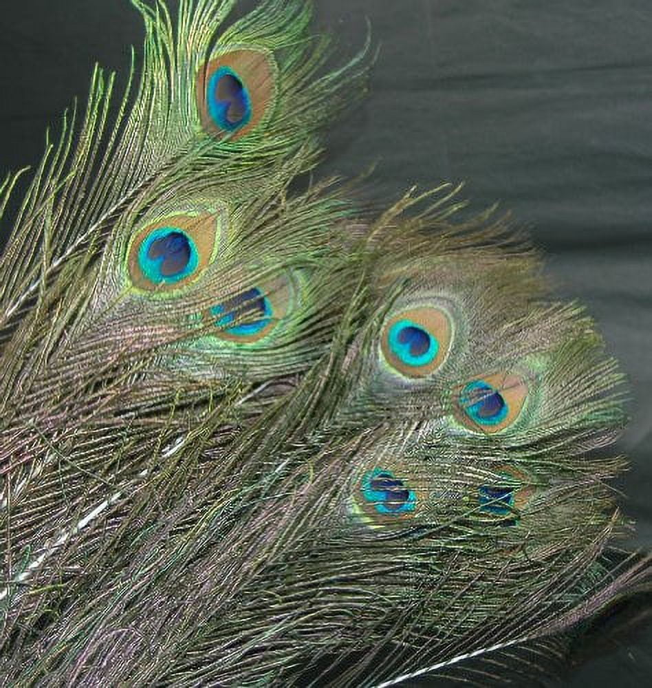 Zucker Feather Covers Zucker Feather 20 Peacock Eye Feathers 30-40\, image size:948x1000