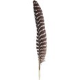 thumbnail image 1 of Zucker Feather Products Barred Turkey Pointers - Left Wing - 10-16" - 12 pcs - Natural, 1 of 1