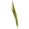 thumbnail image 1 of Zucker Feather Products Pheasant Tails Assorted Bleached - 14-18" - 10 pcs - Lime, 1 of 2